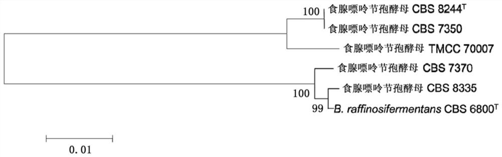 DNA barcode primers, DNA barcodes, kits, methods and applications for rapid identification of Arthrospora adenophagous strains