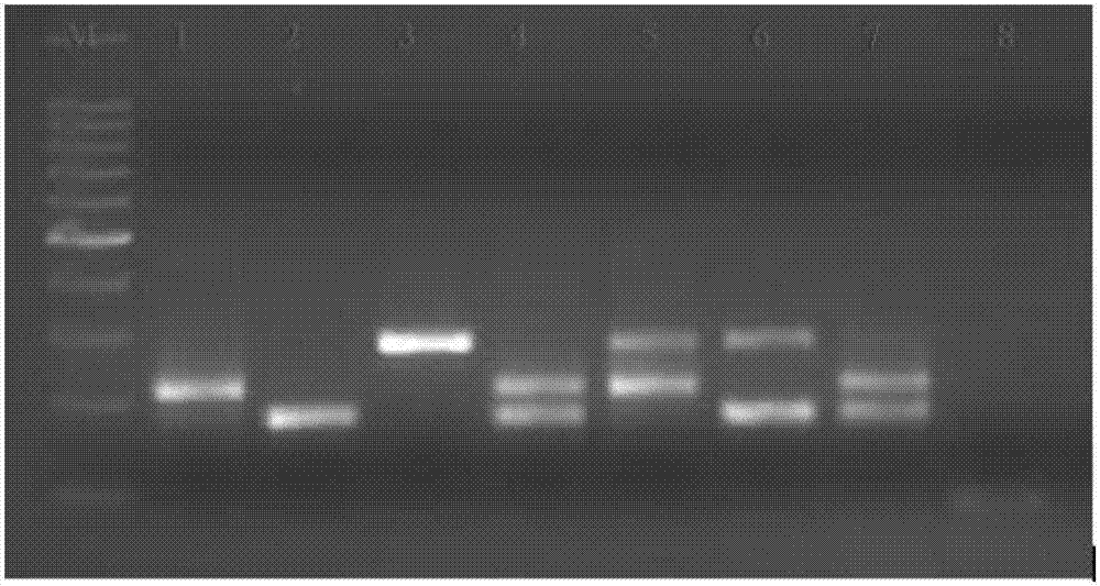 Multiplex fluoroimmunoassay method for rapidly distinguishing RHV (rabbit hemorrhagic disease), SV (sendai virus) and LRV (lapine rotavirus) and reagent