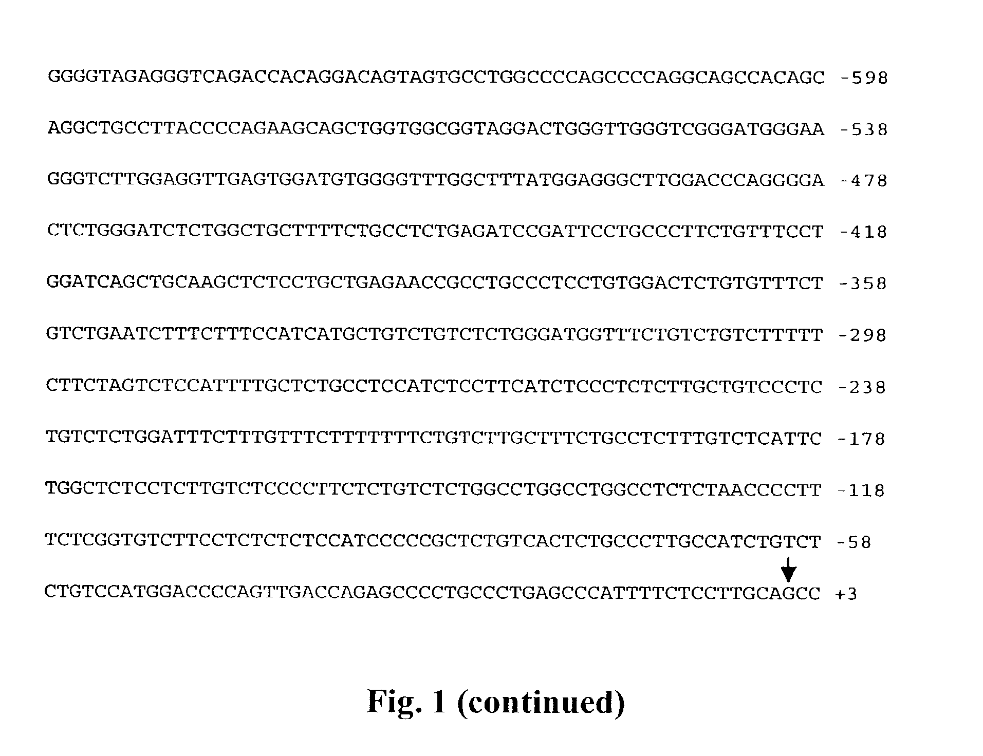 Promoter sequences for urocortin II and the use thereof