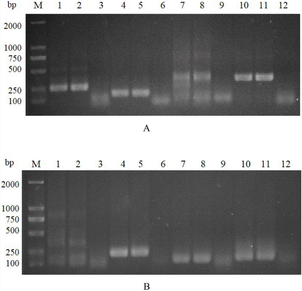 Method of detecting tomato yellow leaf curl virus based on RPA (recombinase polymerase amplification)