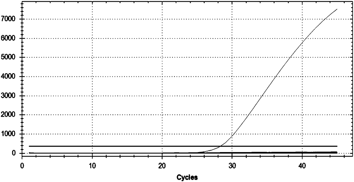 Fluorescent PCR (polymerase chain reaction) primer, probe and detecting kit for detecting mycoplasmas genitalium