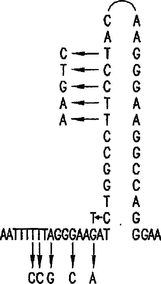 Compositions and methods related to controlled gene expression using viral vectors