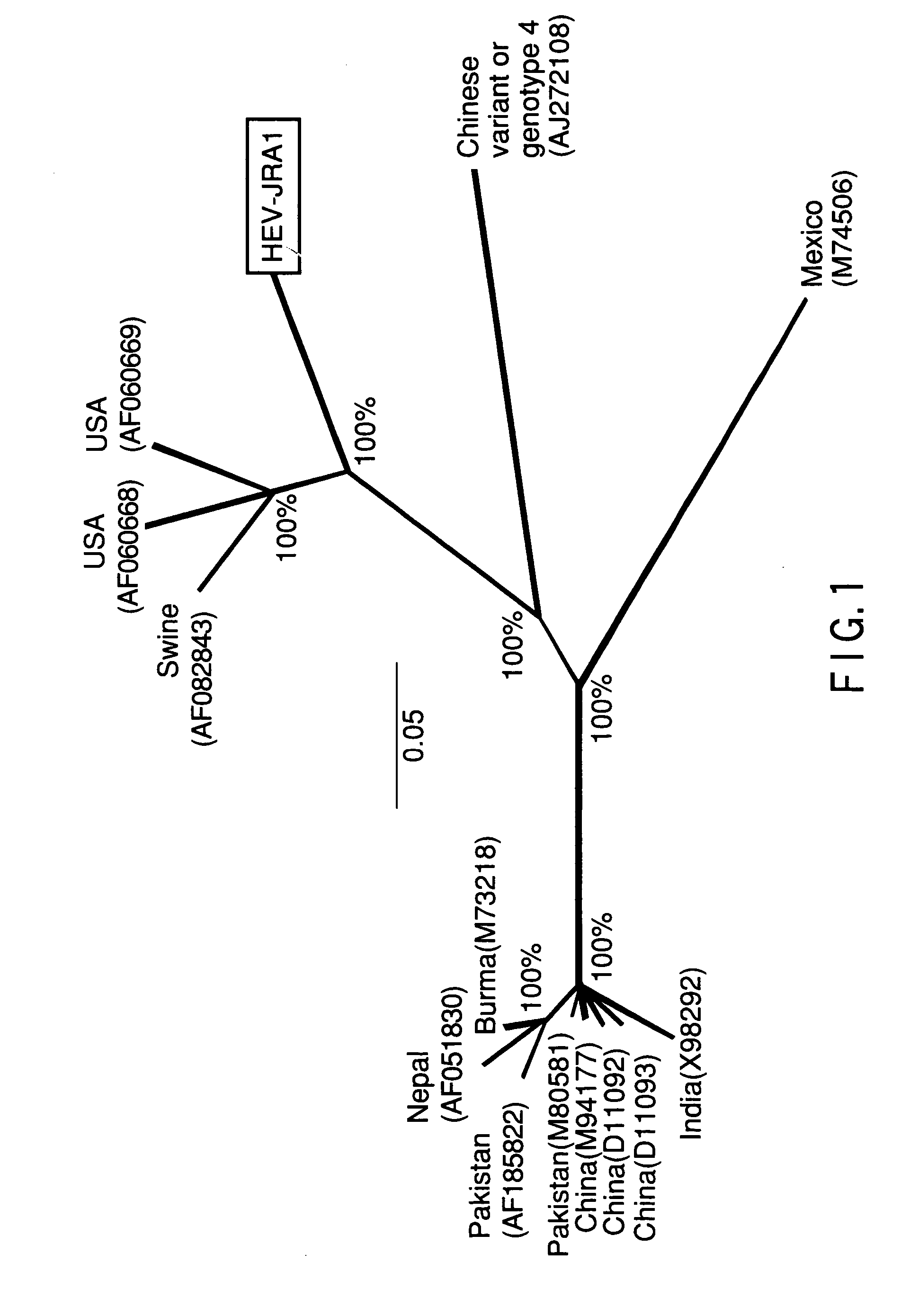 Polynucleotide probe and primer originating in hepatitis e virus of japanese, chips having the same, kits having the same and method of detecting hepatits e virus using the same