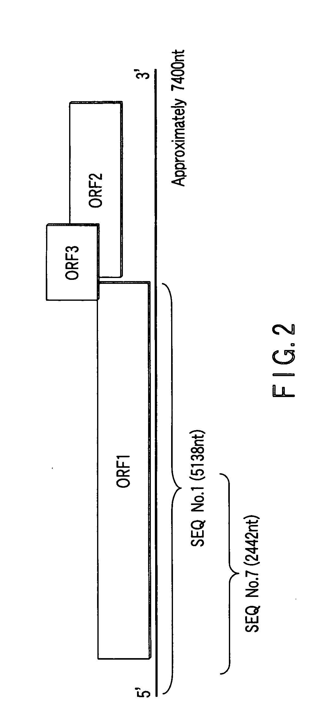 Polynucleotide probe and primer originating in hepatitis e virus of japanese, chips having the same, kits having the same and method of detecting hepatits e virus using the same