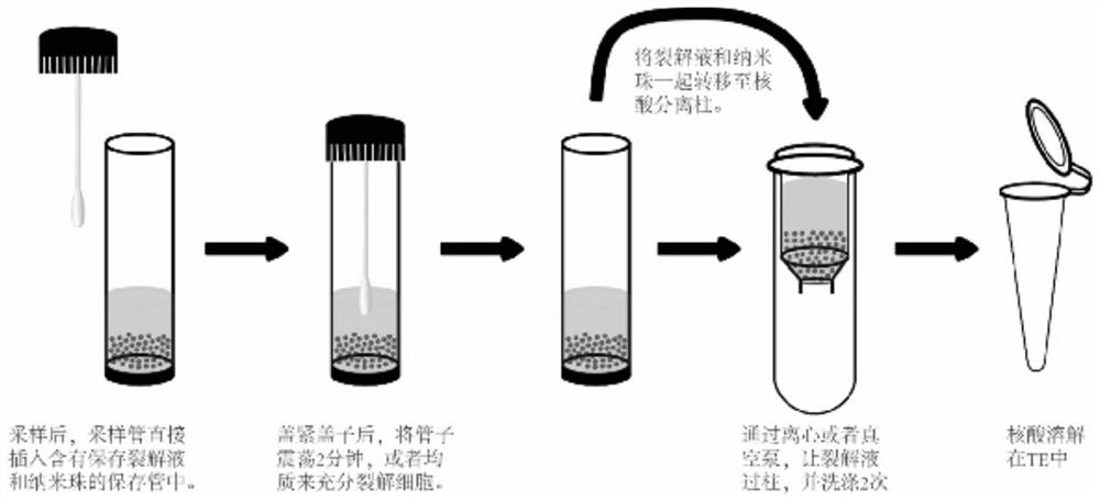 Preserved lysate and sample nucleic acid rapid extraction method based on same