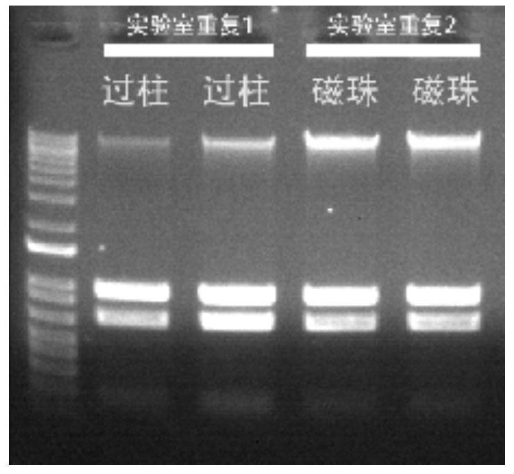 Preserved lysate and sample nucleic acid rapid extraction method based on same