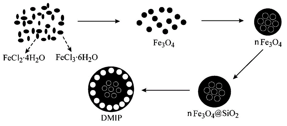 Molecularly imprinted magnetic microsphere, preparation method and application thereof
