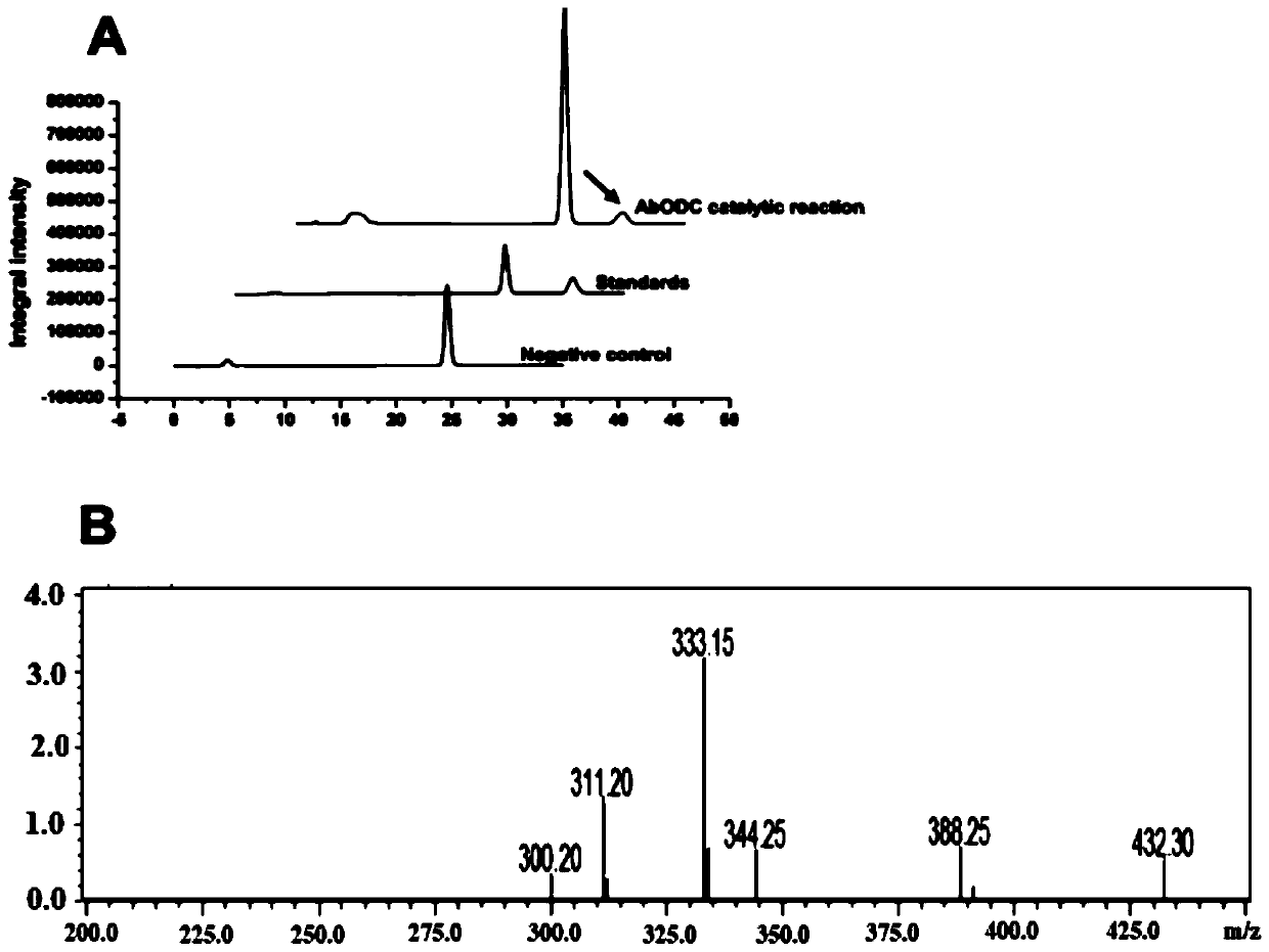 Application of atropa-belladonna ornithine decarboxylase to cultivating high-yield hyoscyamine and anisodamine atropa-belladonna varieties