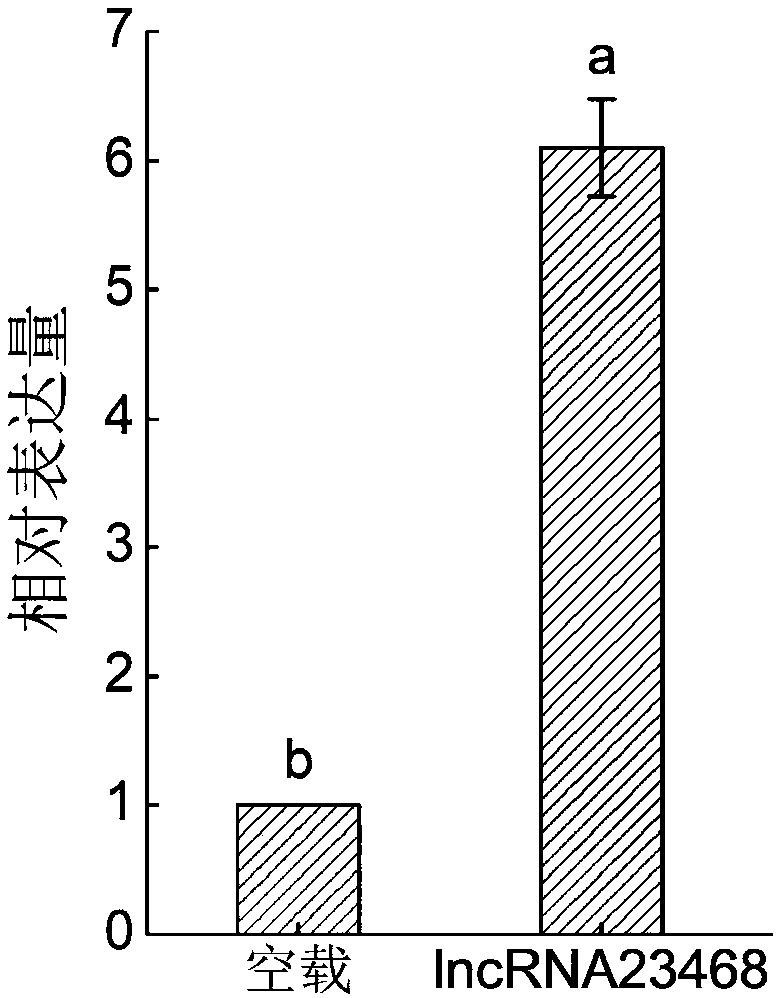 Long-chain non-coding RNA-lncRNA23468 of tomatoes, cloning method and application method thereof