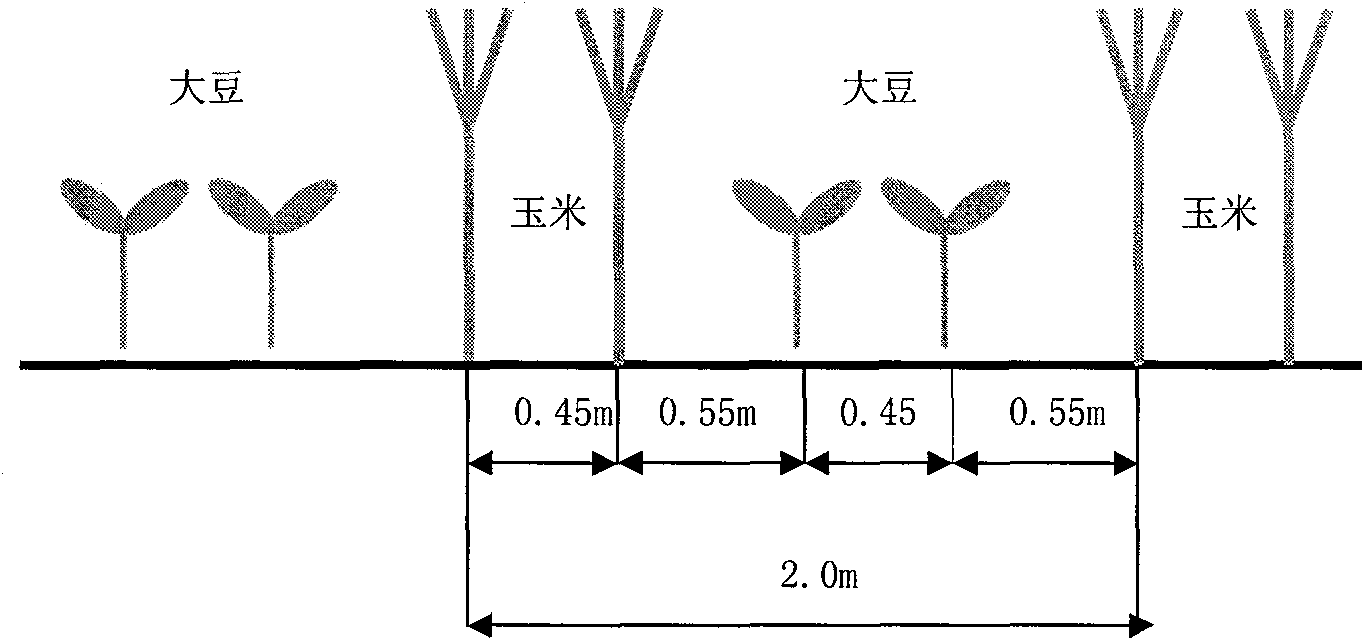 Method for cultivating soybeans and maize by utilizing spatiotemporal dislocation