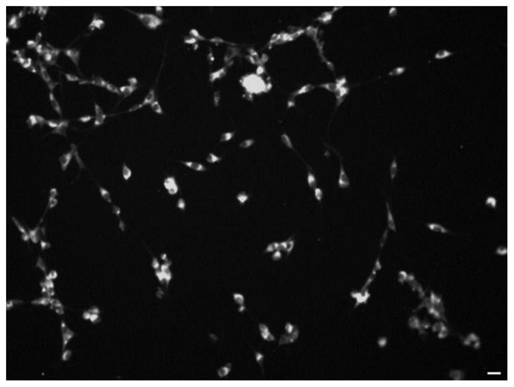 A kind of naked mole rat Schwann cell culture method