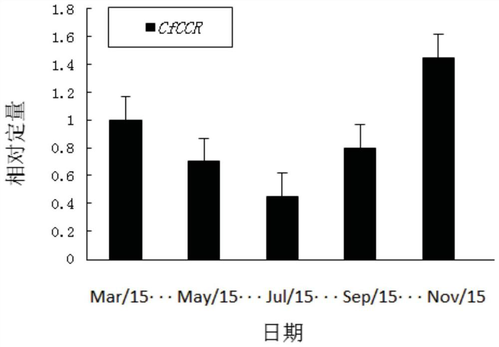 A kind of Cedar cfccr gene and its application