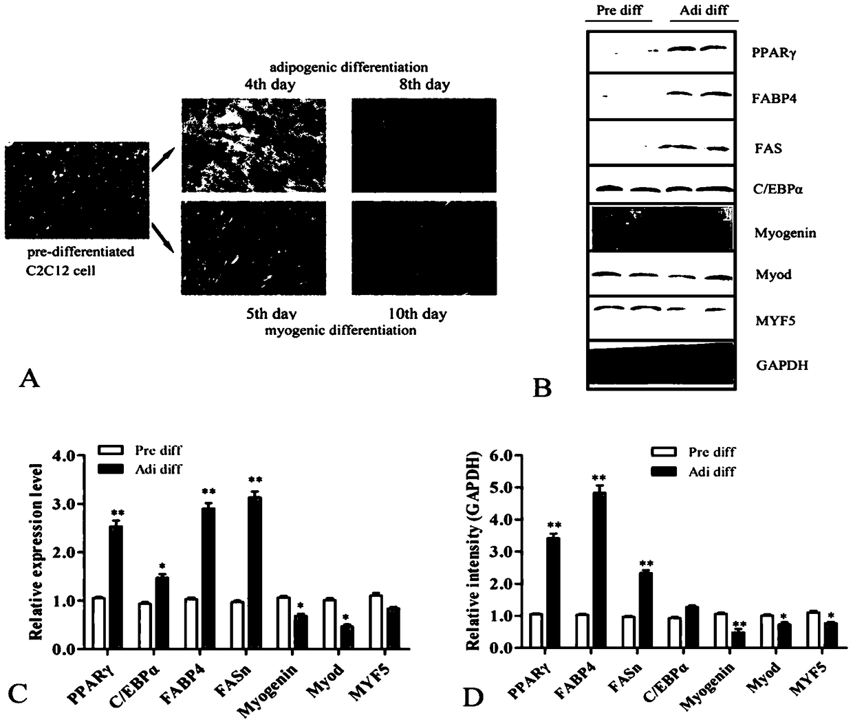Use of miRNA-199a as an agent to inhibit adipogenic differentiation of myoblasts