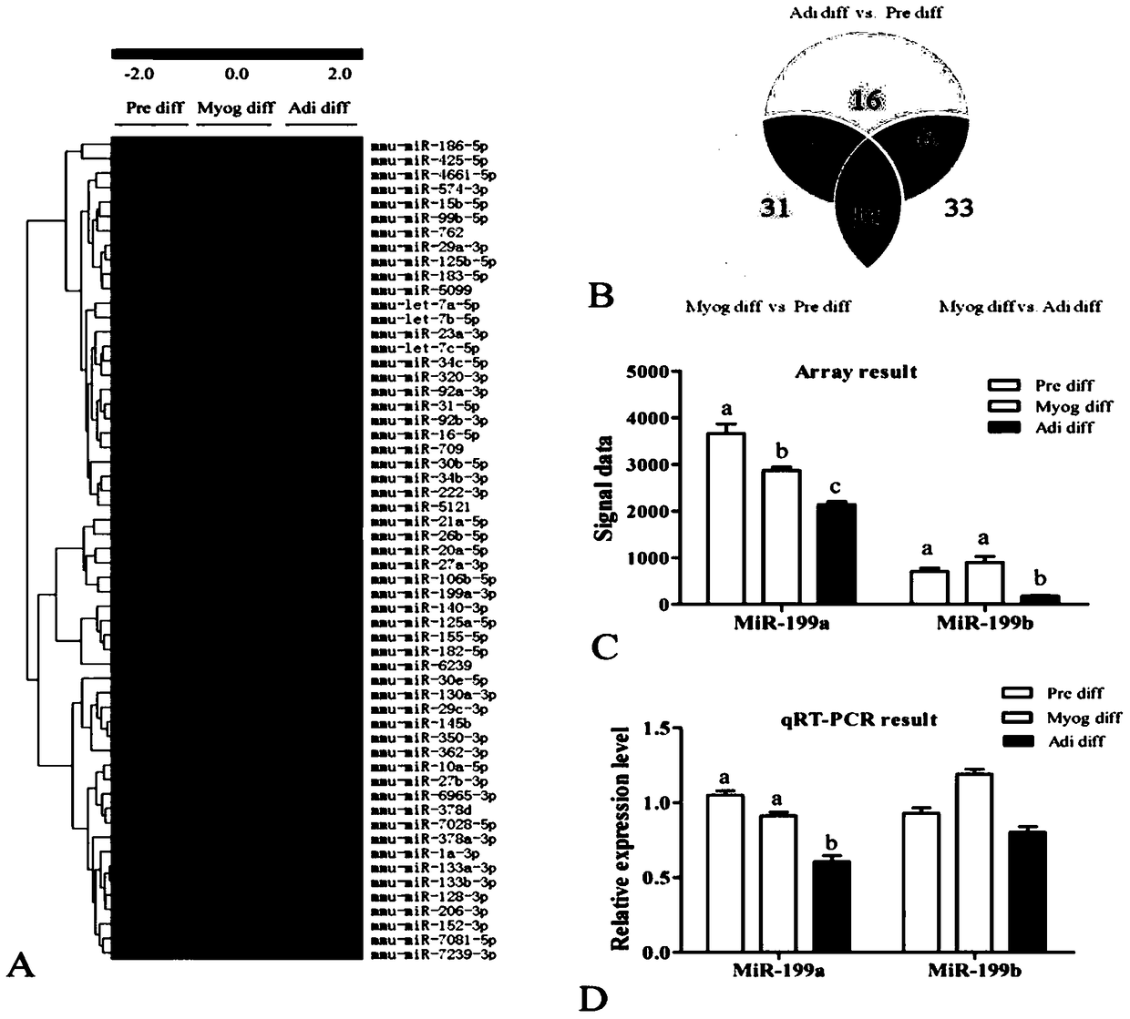 Use of miRNA-199a as an agent to inhibit adipogenic differentiation of myoblasts