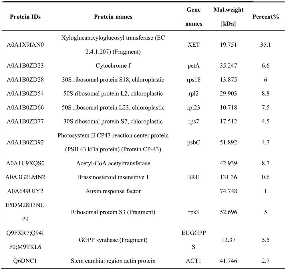 Eucommia ulmoides seed meal polypeptide and application thereof in anti-fatigue product/preparation of anti-fatigue product