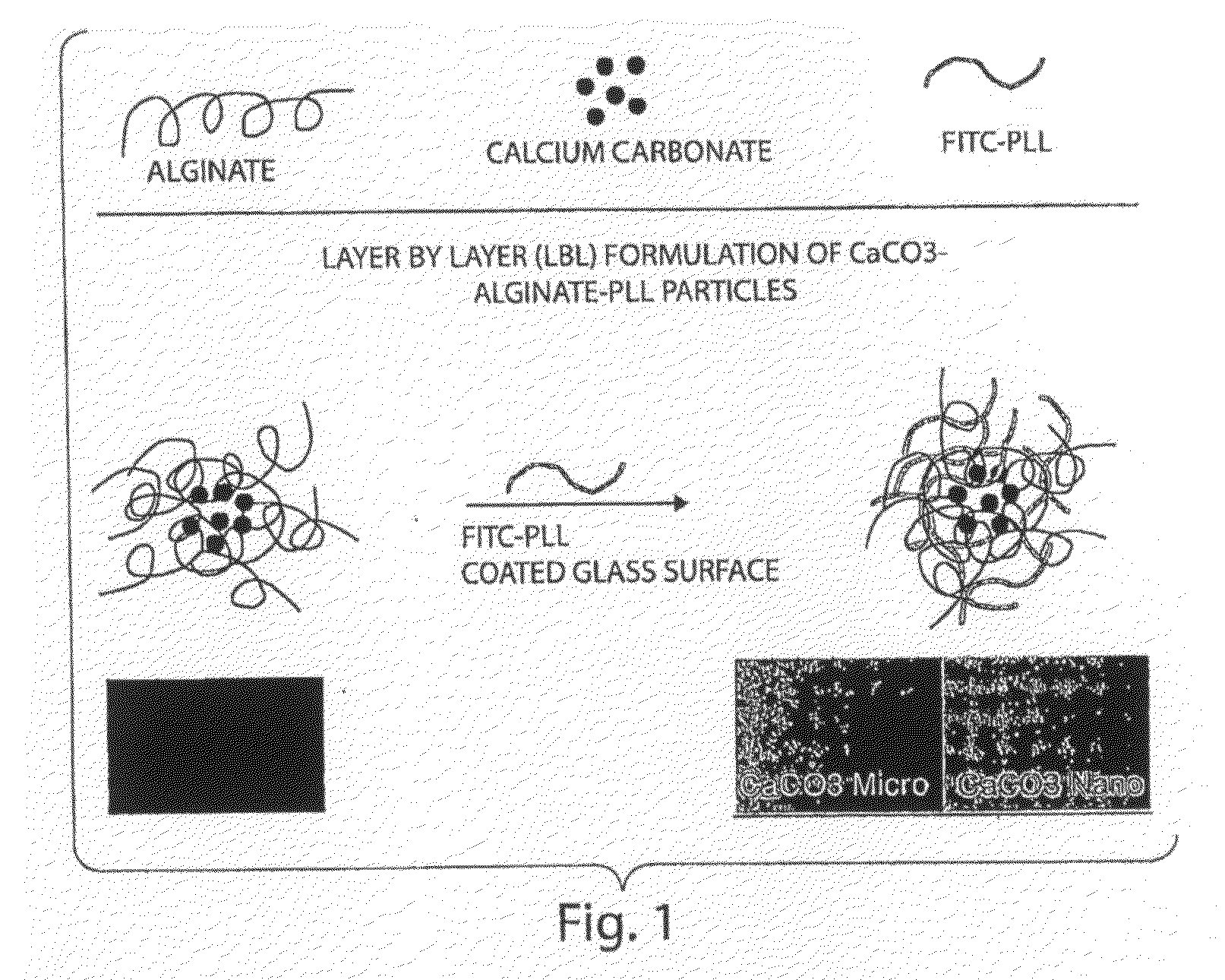 Methods and Compositions For Altering Biological Surfaces