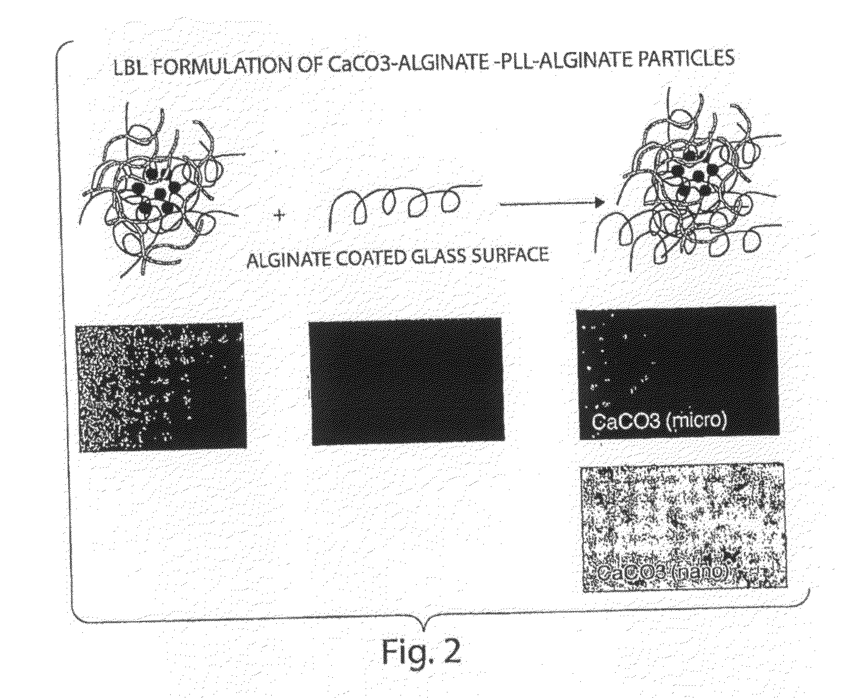 Methods and Compositions For Altering Biological Surfaces