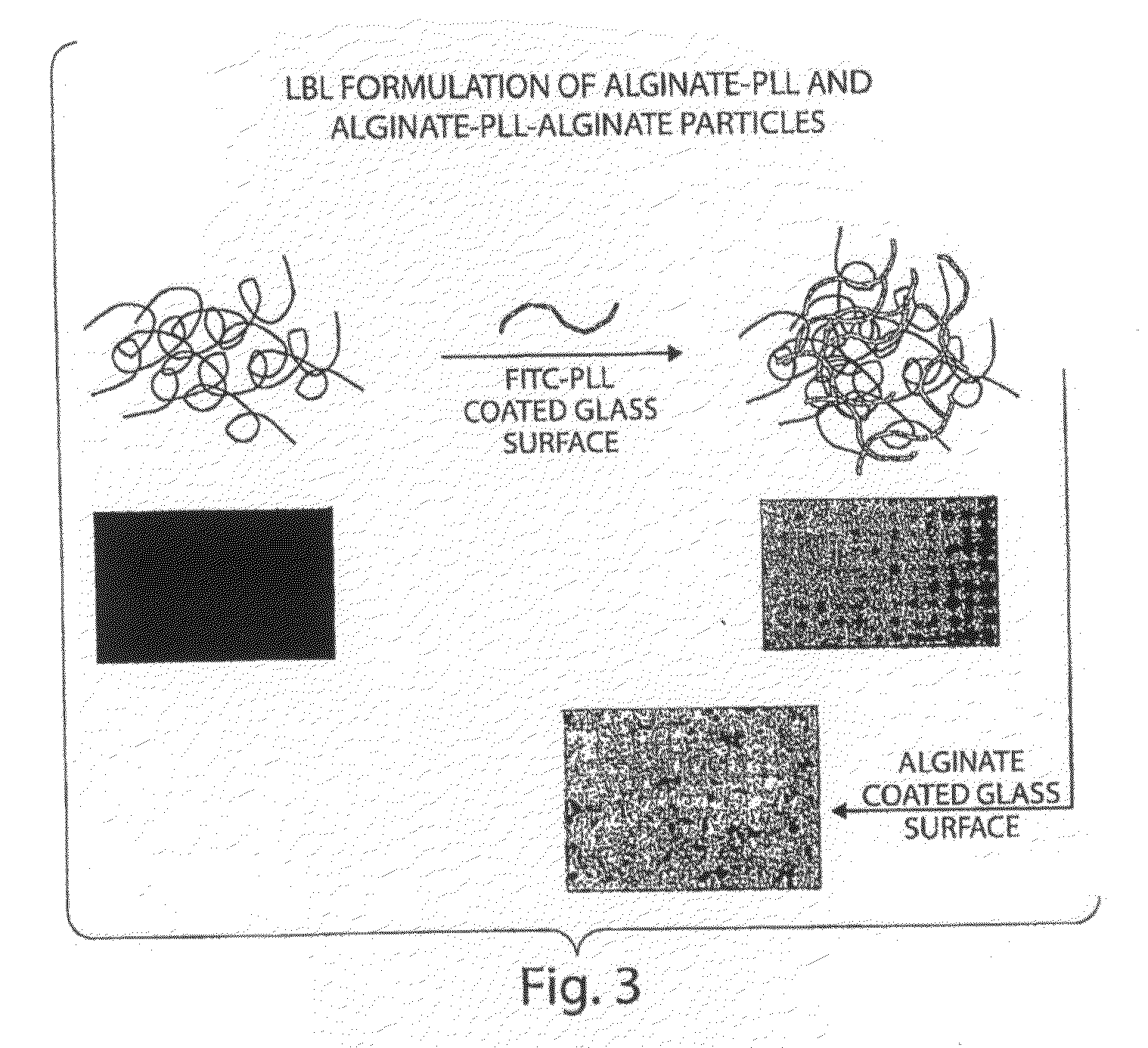 Methods and Compositions For Altering Biological Surfaces