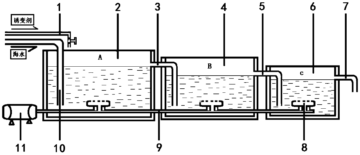 Method for inducing metamorphosis of capitulum mitella cypris larvae by kinoprene dripping method stepped flow