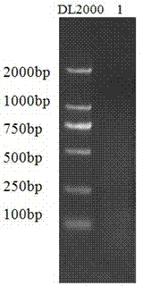 Construction method of genome-wide mRNA 3' end gene library