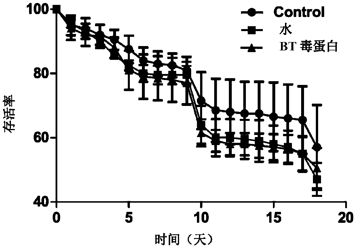 Method for detecting potential toxicity of stomach insecticides or transgenic insecticidal proteins on Italian bee larvae