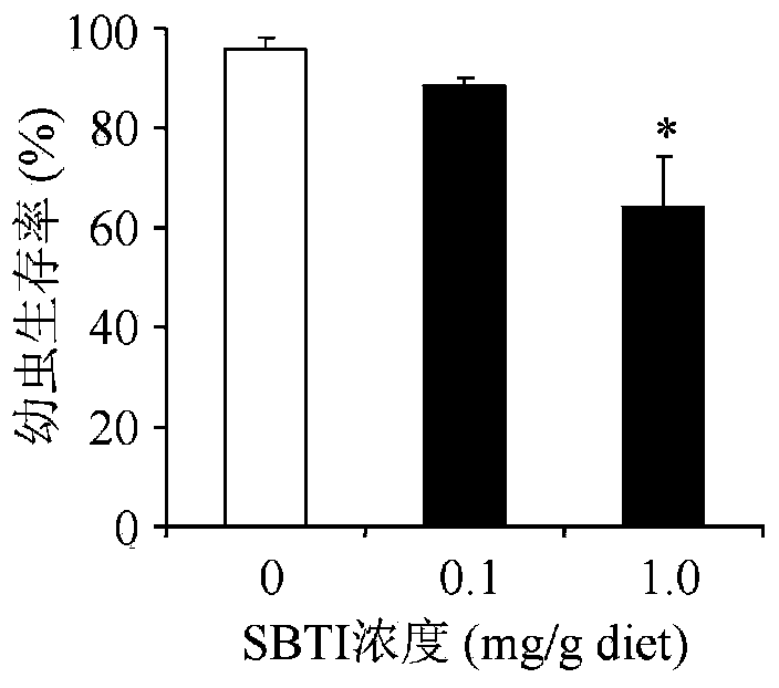 Method for detecting potential toxicity of stomach insecticides or transgenic insecticidal proteins on Italian bee larvae