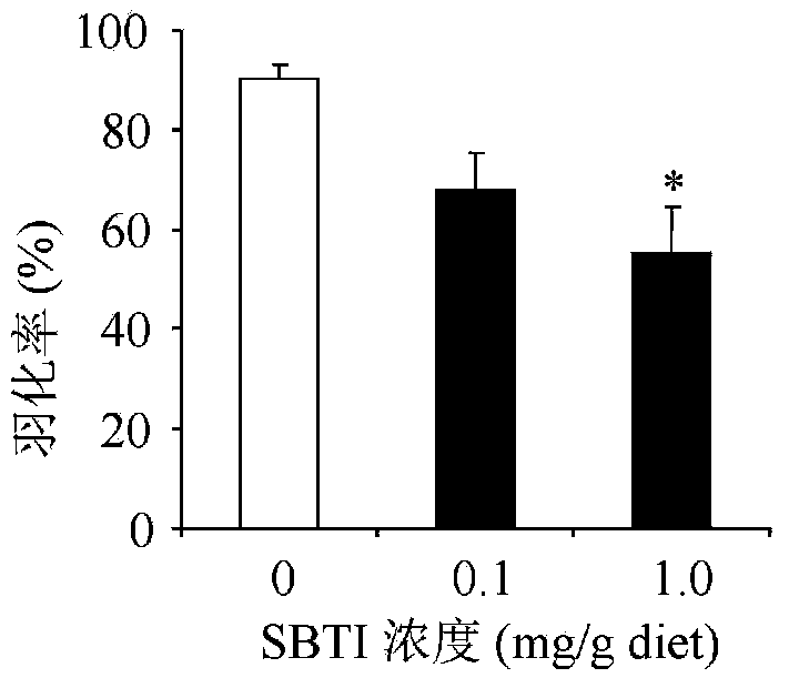 Method for detecting potential toxicity of stomach insecticides or transgenic insecticidal proteins on Italian bee larvae