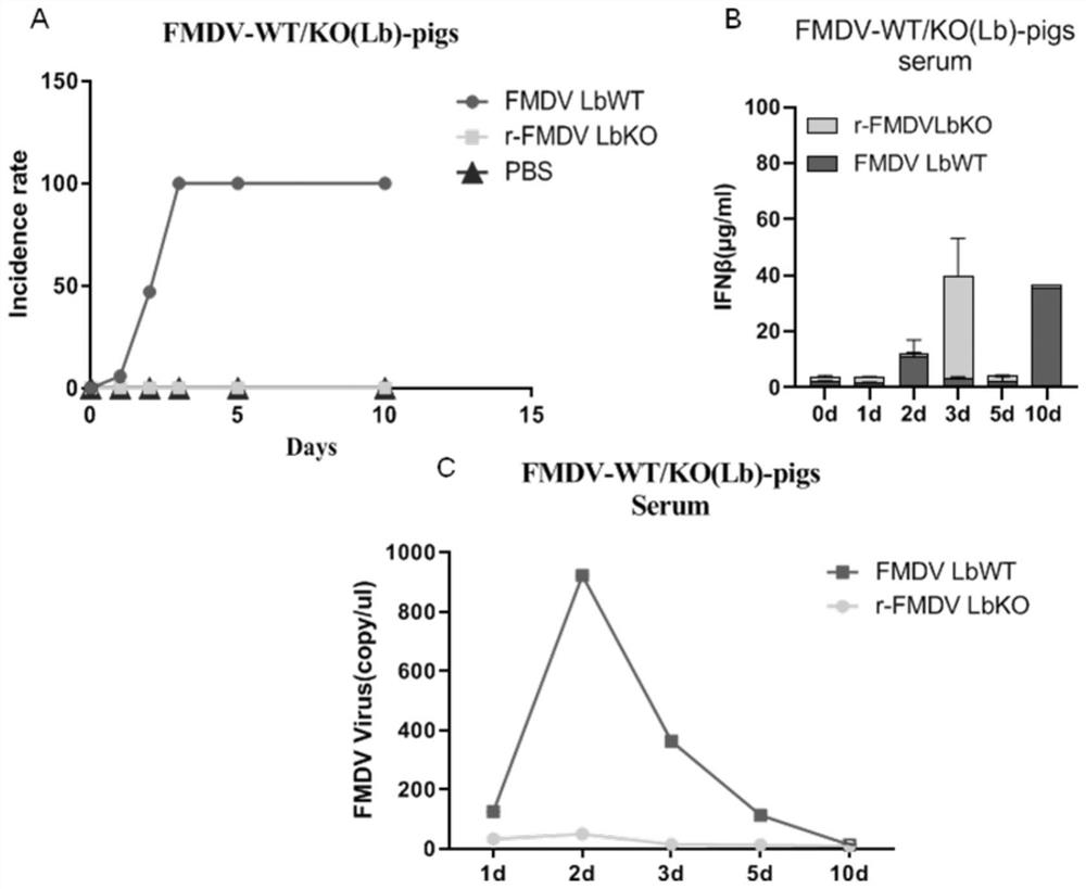 New applications of Lpro protein and applications of FMDV L gene deletion mutant strain