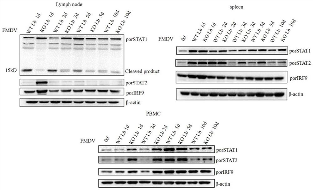 New applications of Lpro protein and applications of FMDV L gene deletion mutant strain