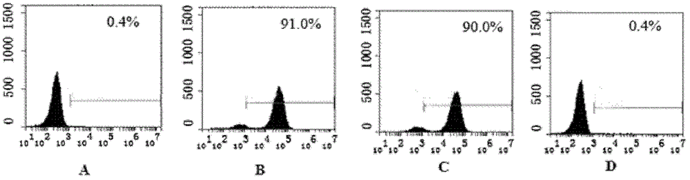 Recombinant single-chain antibody g5-4scfv of anti-human γδtcr monoclonal antibody and its encoding gene and application