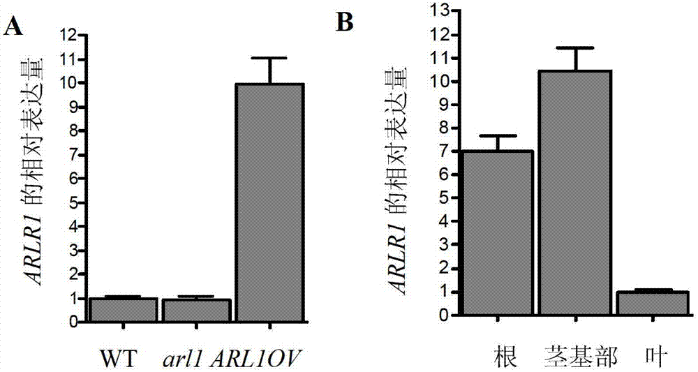 Rice adventitious root control gene ARLR1 and application thereof