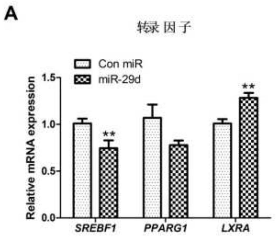 Application of dairy cattle bta-miRNA29d-3p to dairy cattle mammary epithelial cell lipid accumulation regulation process
