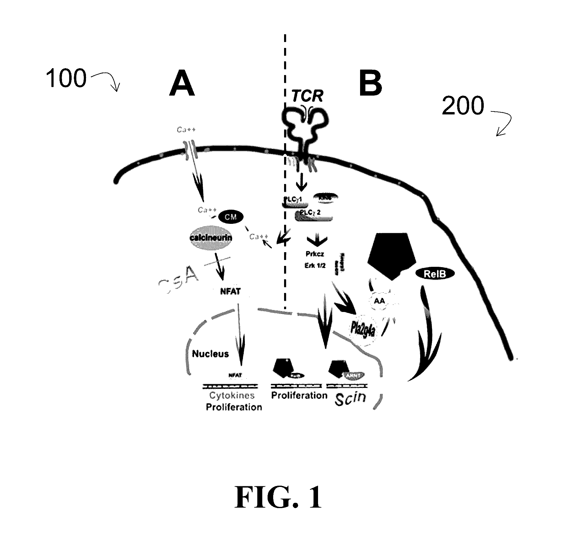 Diagnostic and immunotherapy compositions and methods for disease states mediated by inhibitor-resistant cd8 t-cells