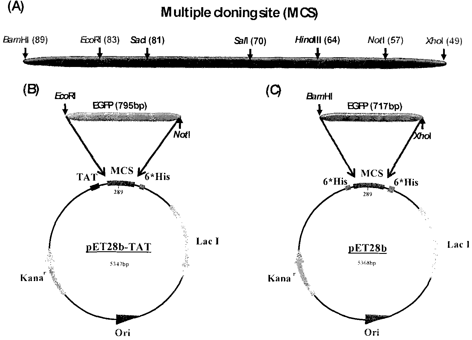 Method and special expression vector thereof for promoting solubility expression of foreign protein by TAT (Trans-activator transduction) core peptide
