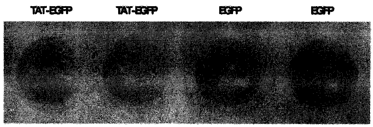 Method and special expression vector thereof for promoting solubility expression of foreign protein by TAT (Trans-activator transduction) core peptide