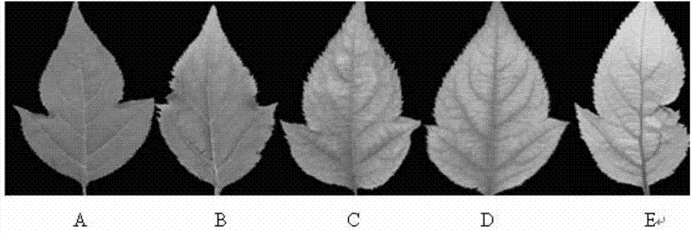 Method for identifying iron deficiency-resistant apple rootstocks