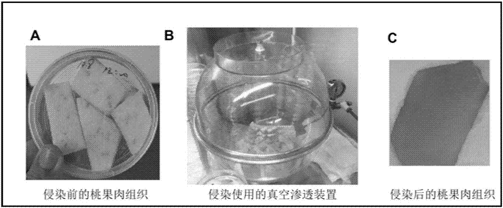 Method for realizing gene transient expression in peach fruits