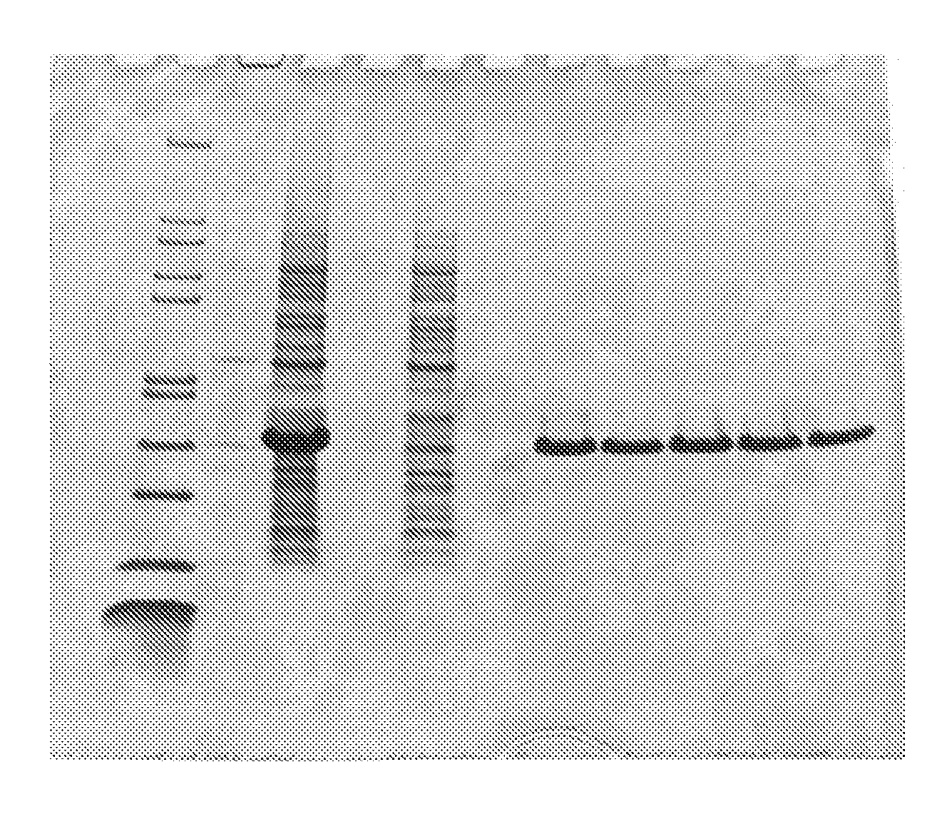 Fusion protein comprising an e. coli chaperone protein and a human chaperone protein