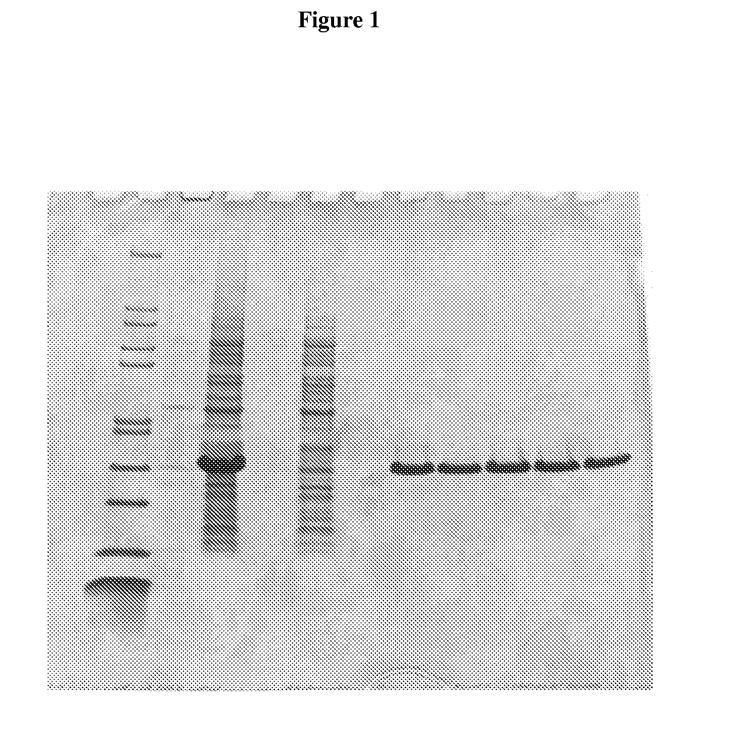 Fusion protein comprising an e. coli chaperone protein and a human chaperone protein