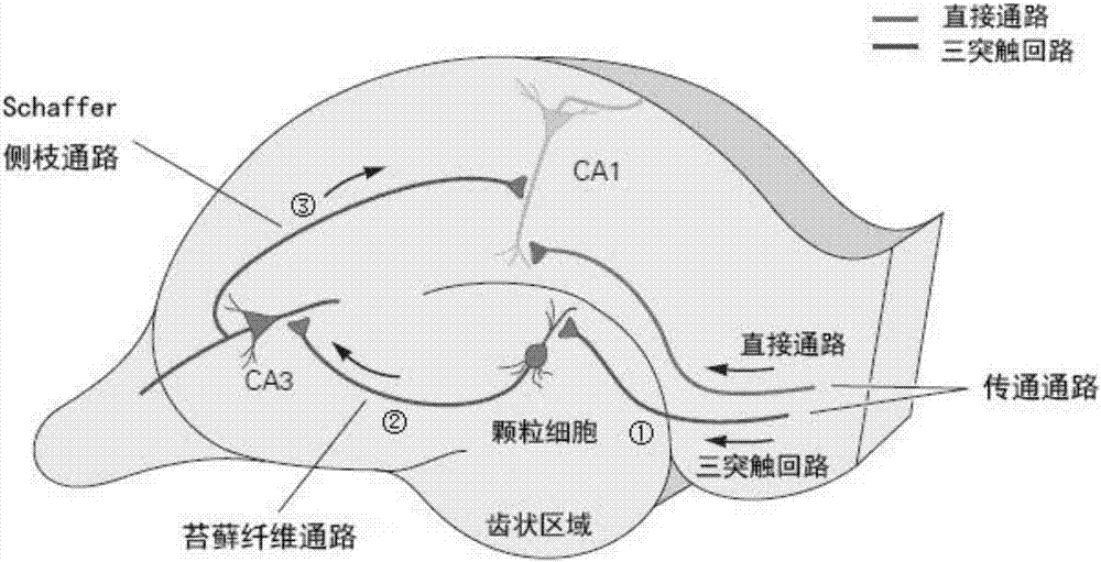 Method for detecting learning, memory and cognitive function of rat based on neuronal oscillatory activity