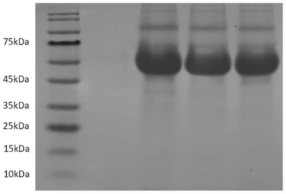 Preparation and application of recombinant mannase-glp-1 and its homologues