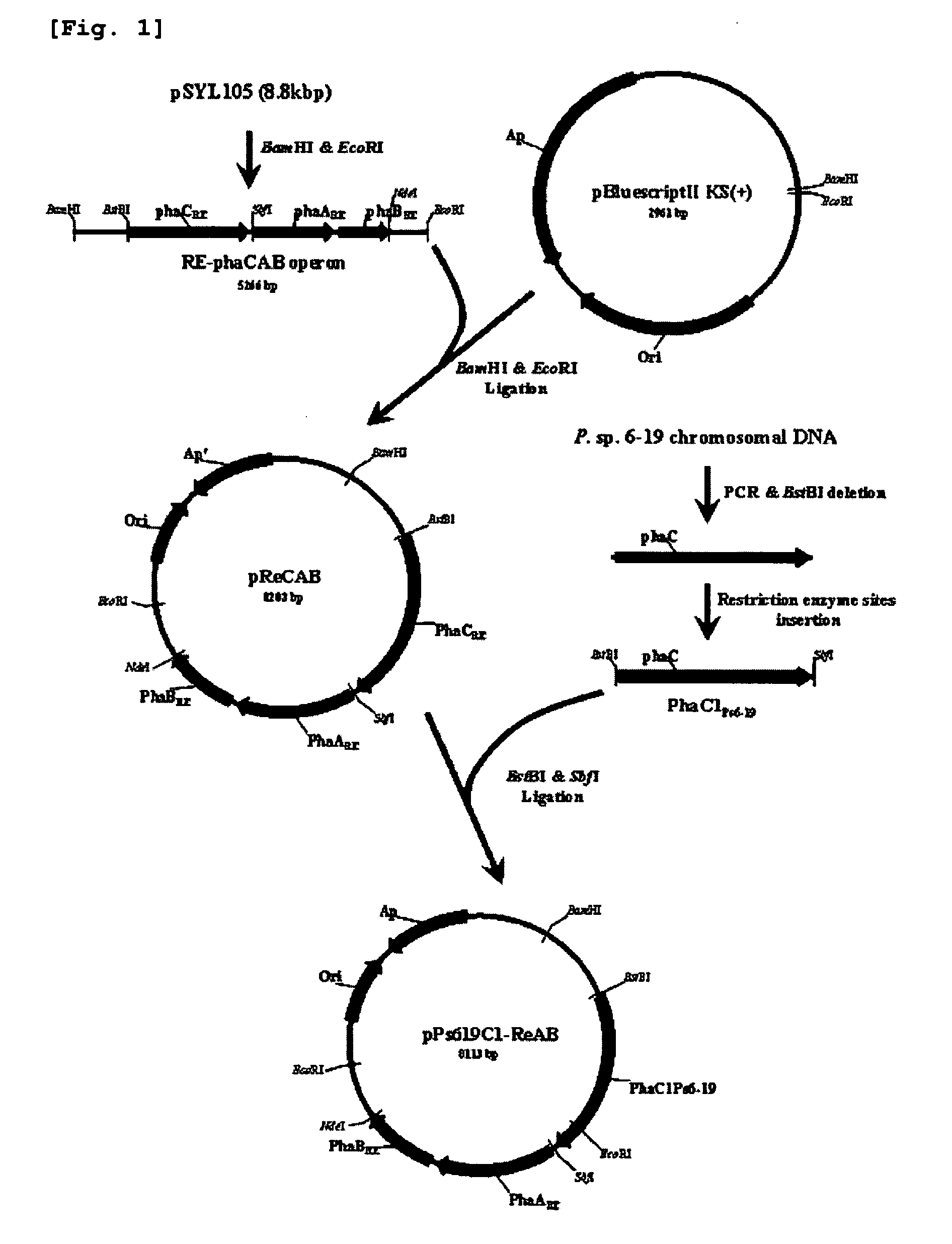 Mutants of pha synthase from pseudomonas sp. 6-19 and method for preparing lactate homopolymer or copolymer using the same