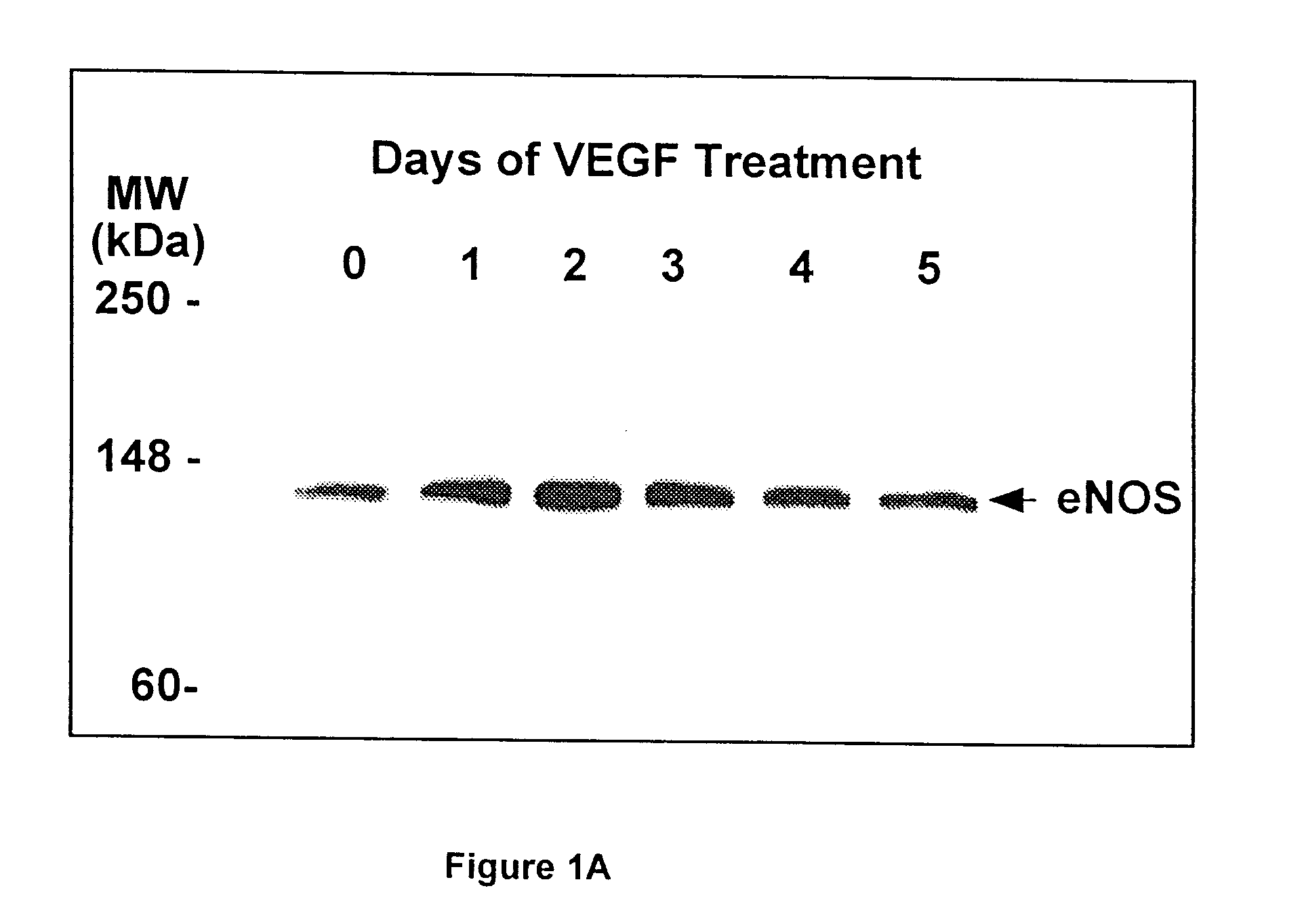 Modulation of eNOS activity and therapeutic uses thereof