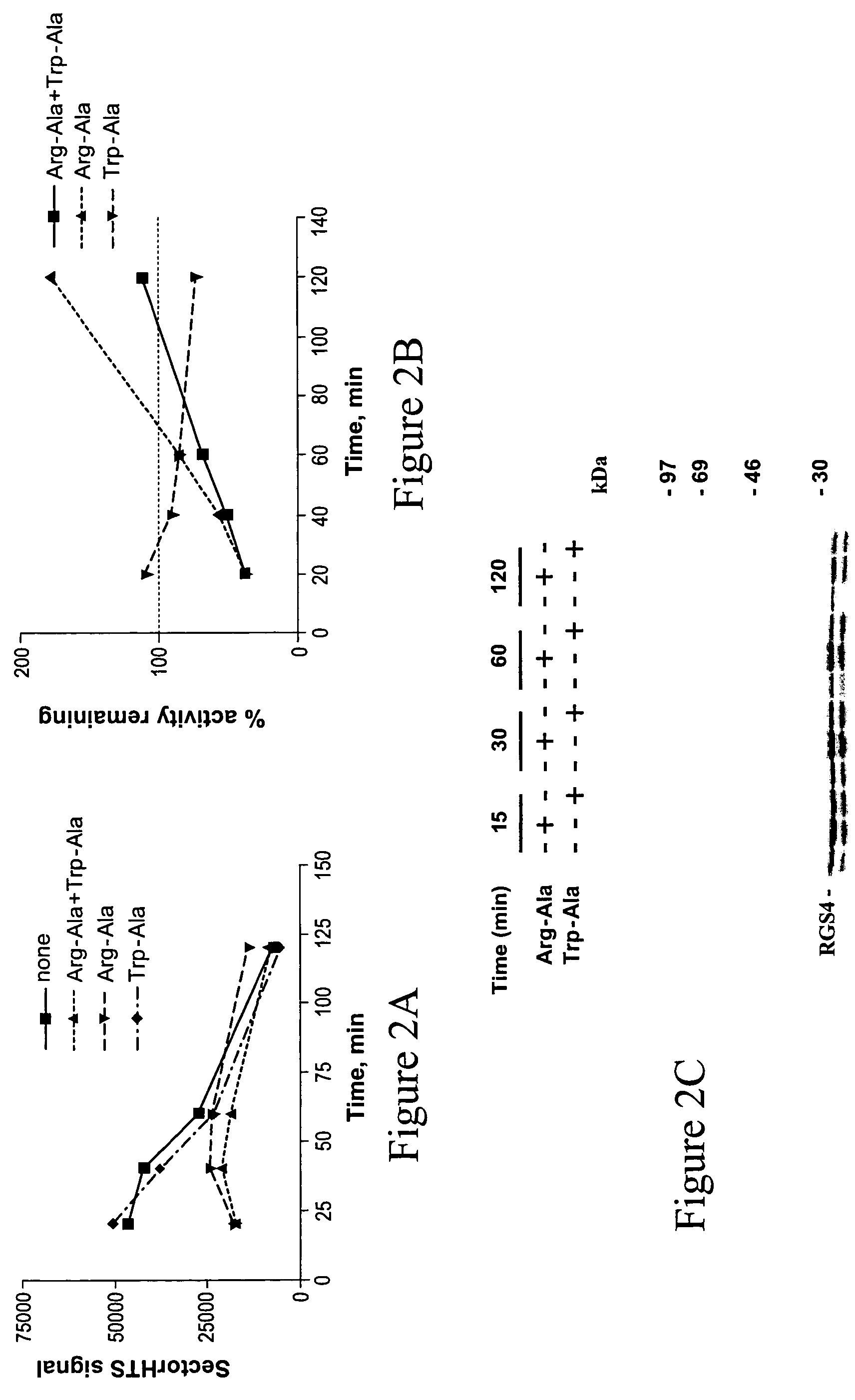 Substrates of N-end rule ubiquitylation and methods for measuring the ubiquitylation of these substrates