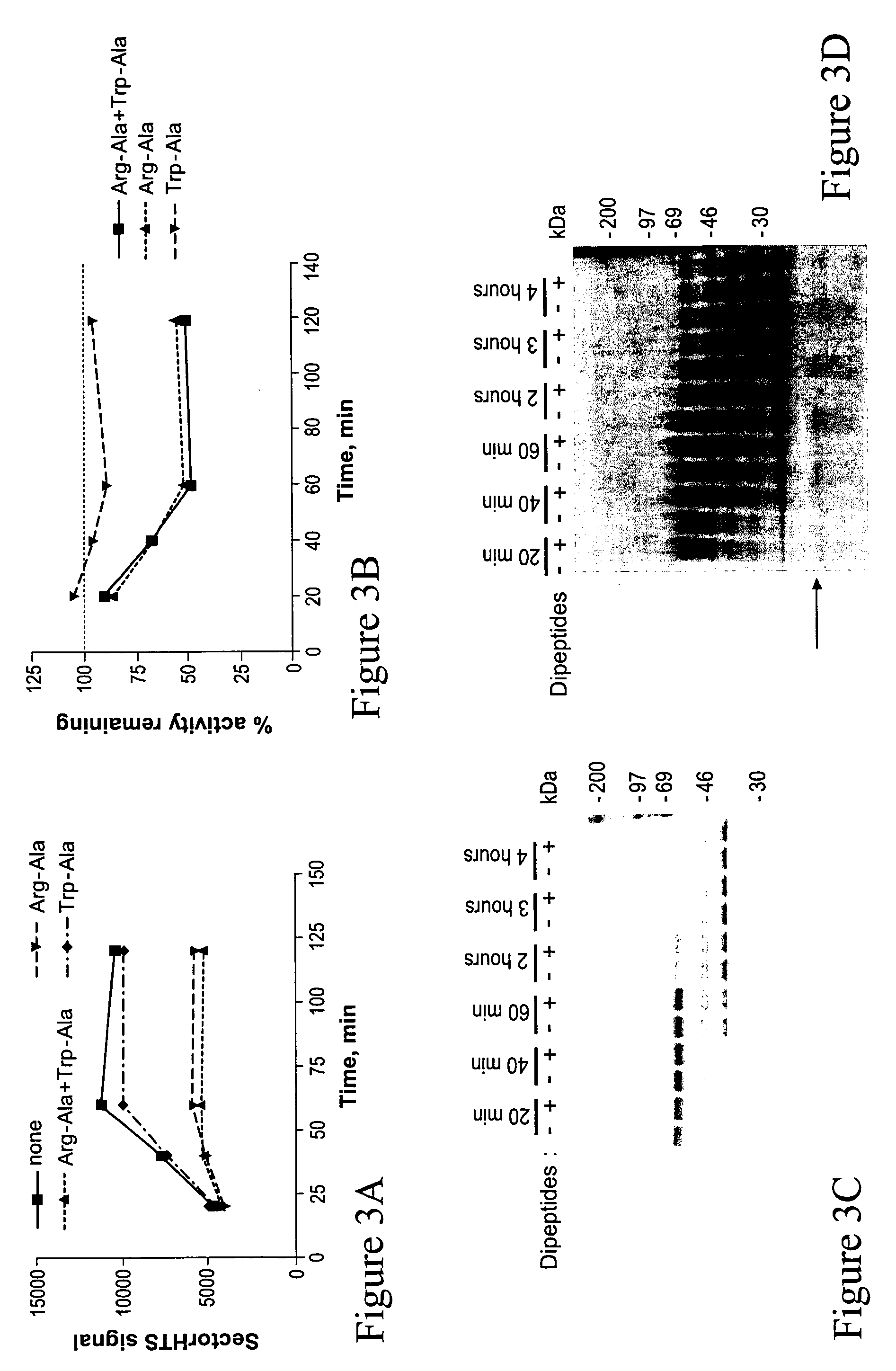 Substrates of N-end rule ubiquitylation and methods for measuring the ubiquitylation of these substrates