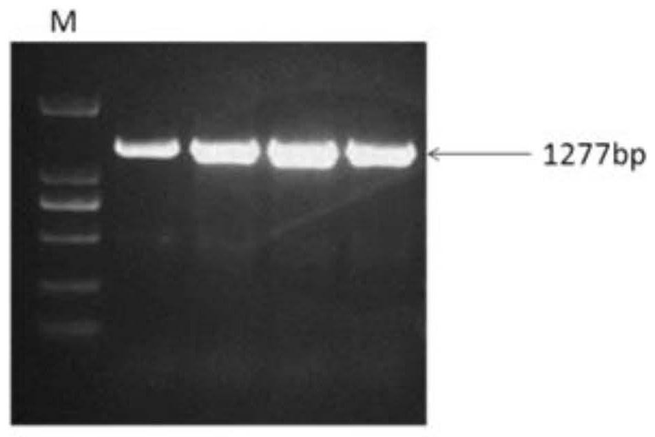 Detection and application of a SNP site and molecular marker associated with resistance or susceptibility to diarrhea in suckling piglets