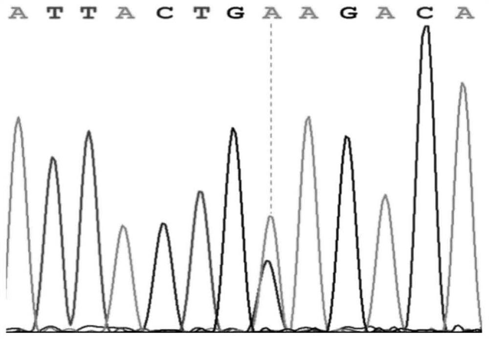 Detection and application of a SNP site and molecular marker associated with resistance or susceptibility to diarrhea in suckling piglets