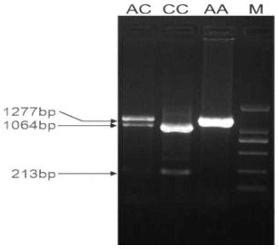 Detection and application of a SNP site and molecular marker associated with resistance or susceptibility to diarrhea in suckling piglets