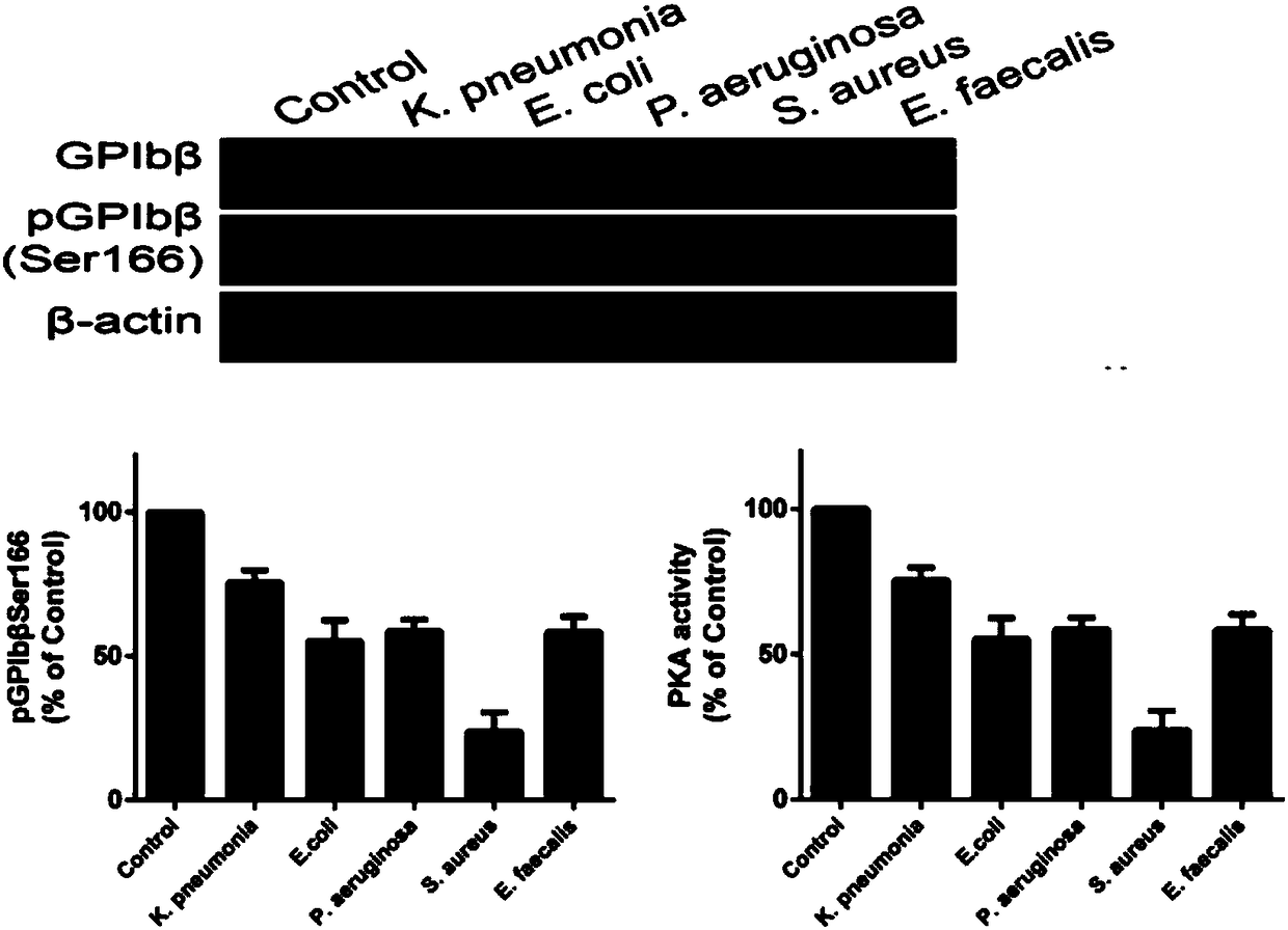 Use of protein kinase A activator in preparation of medicament for treating diseases related to reduction of number of platelets