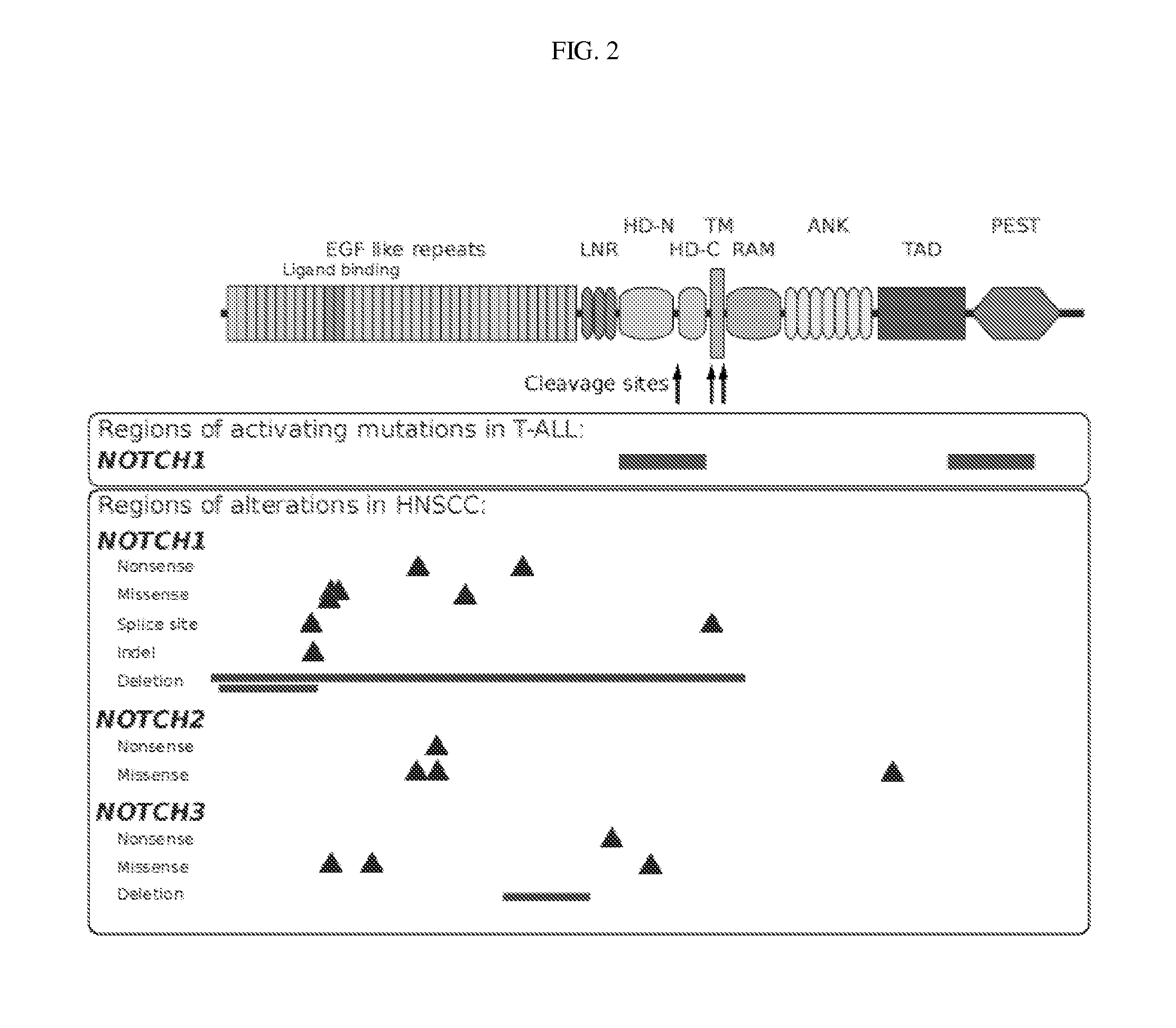 Compositions And Methods Of Treating Head And Neck Cancer